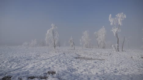hermoso paisaje nevado con árboles blancos. todo está congelado y hay niebla con el sol tratando de brillar a través. típico país de las maravillas de invierno en el lago pfäffikersee