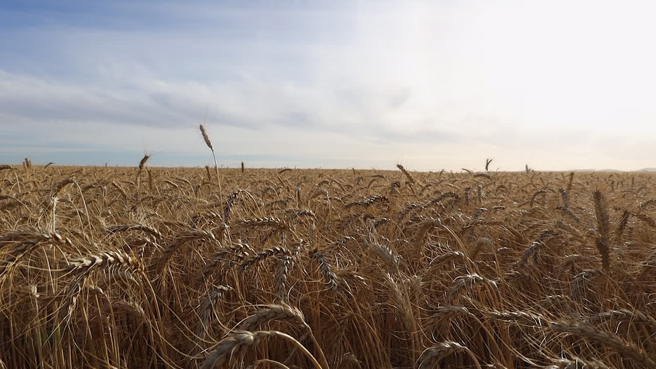 Shot rises from wheat stalks to view over expansive agriculture field
