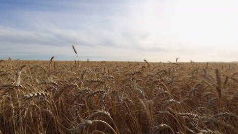shot rises from wheat stalks to view over expansive agriculture field