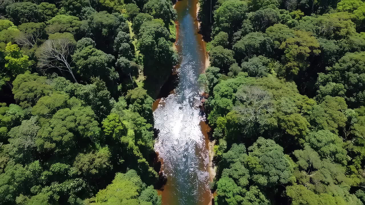 Aerial View of River Flowing Through Lush Forest