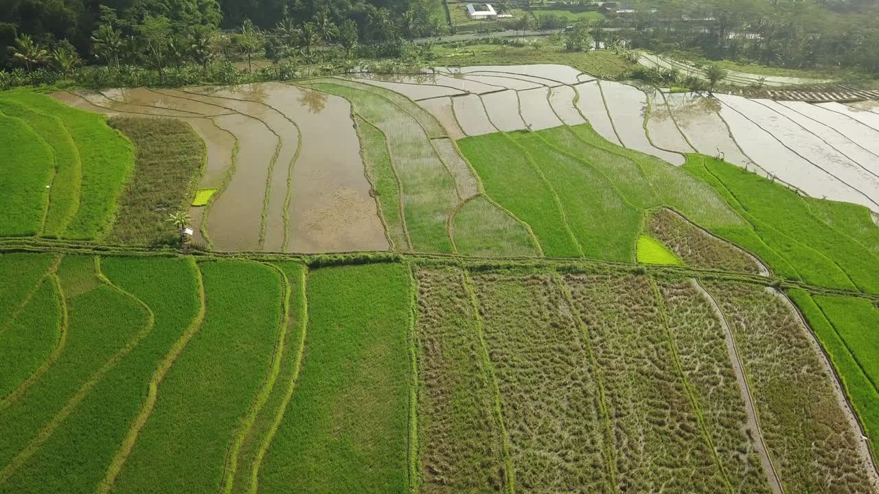 vista aérea de drones de campos de arroz en terrazas con un fondo de carretera, característico de la industria agrícola en asia, video de campo tropical, campos con composición de línea y cuña