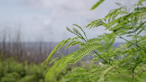 slow motion shot of fern leaves swaying during a windy and bright morning