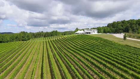 winery complex and majestic fields, aerial drone view