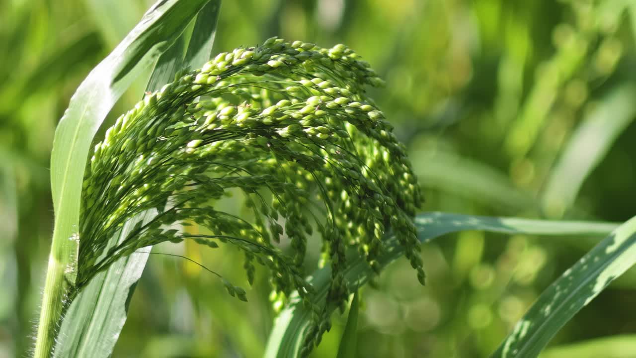 Detailed view of a green millet cluster with leaves, gently swaying in the sunlight.