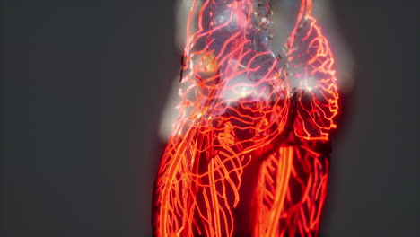 Human-Circulatory-System-with-Heart-and-vessels-anatomy