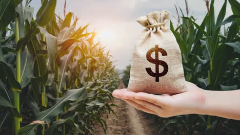 financial growth in agriculture: hand holding money bag in a cornfield