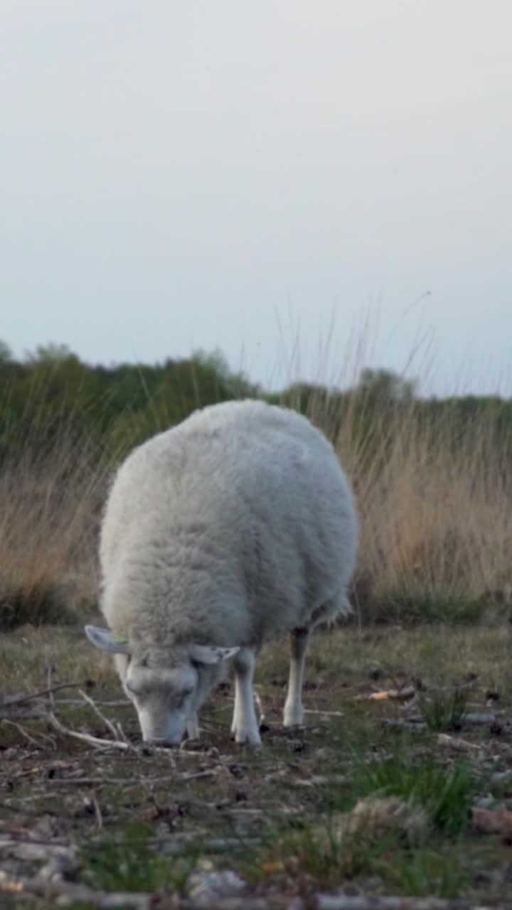 Ovejas pastando en un campo