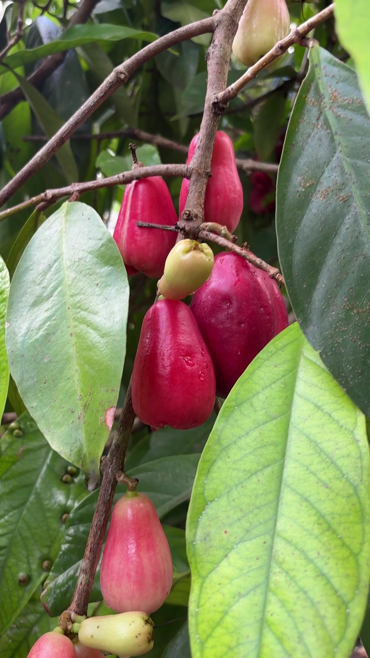 Jambos-rosas vibrantes, vermelhos e rosas, pendurados em uma árvore tropical