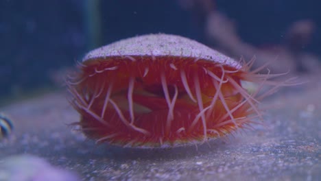 una hermosa concha abierta con anémona exhibida en un acuario