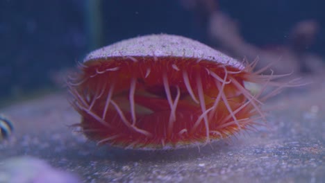 a beautiful open seashell with anemone in displayed in an aquarium