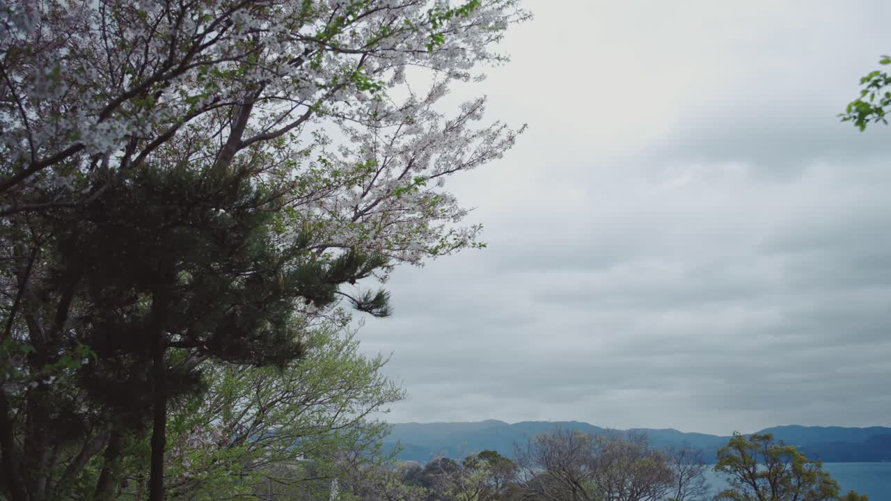 체리 꽃과 울창한 초록색은 조용한 호수와 멀리 있는 산의 조용한 풍경을 틀어놓습니다.