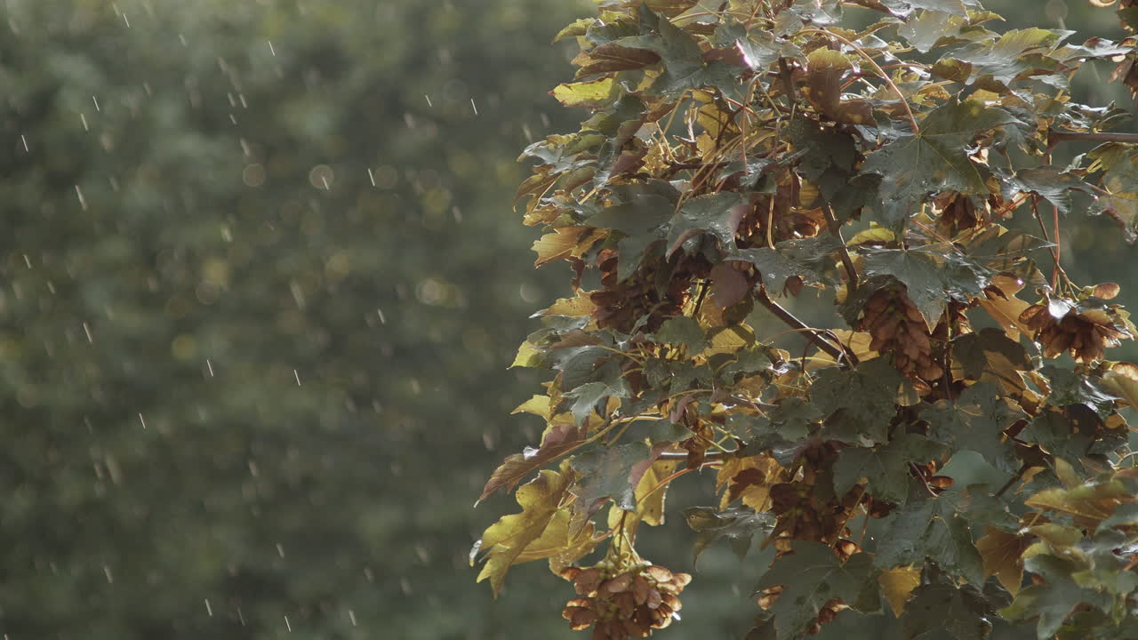 Wind Blowing Through The Sycamore Maple Leaves In Kokorin, Czech Republic During Rainy Season - selective focus