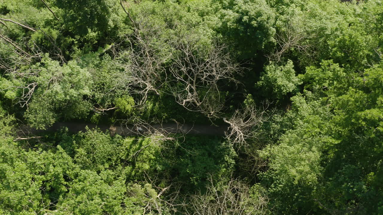 Backpacker walking path in green forest in summer, tracking drone shot