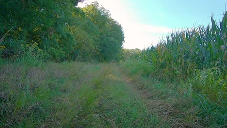pov conduciendo lentamente por un carril cubierto de hierba a lo largo de campos de maíz y árboles en una soleada tarde de verano