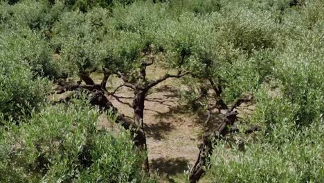 fotografía de drones de olivos bajo el sol de francia