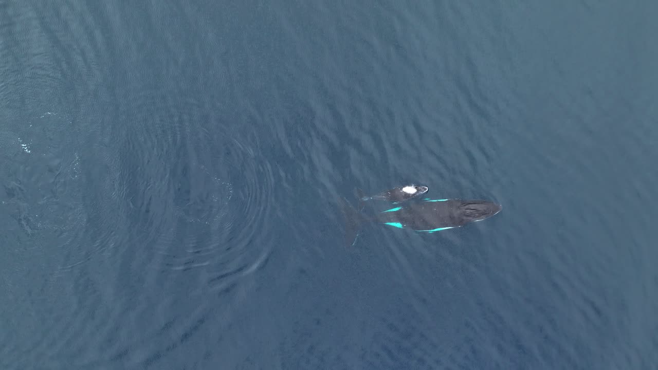 ⁇ 스 베이, 무레아, 프랑스 폴리네시아 근처 에서 헤엄치는 엄마 와 새끼  ⁇ 어리 고래