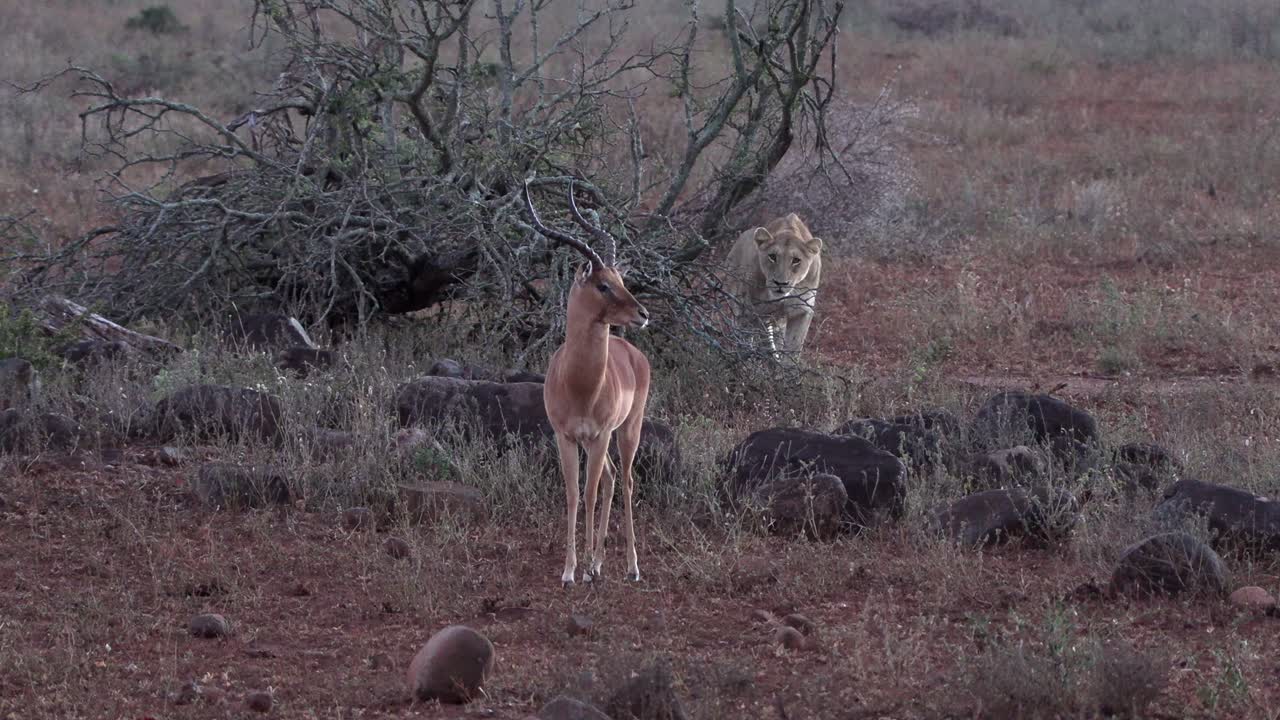 Focussed lioness watches her prey intently.