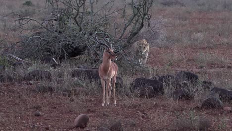 focussed lioness watches her prey intently.