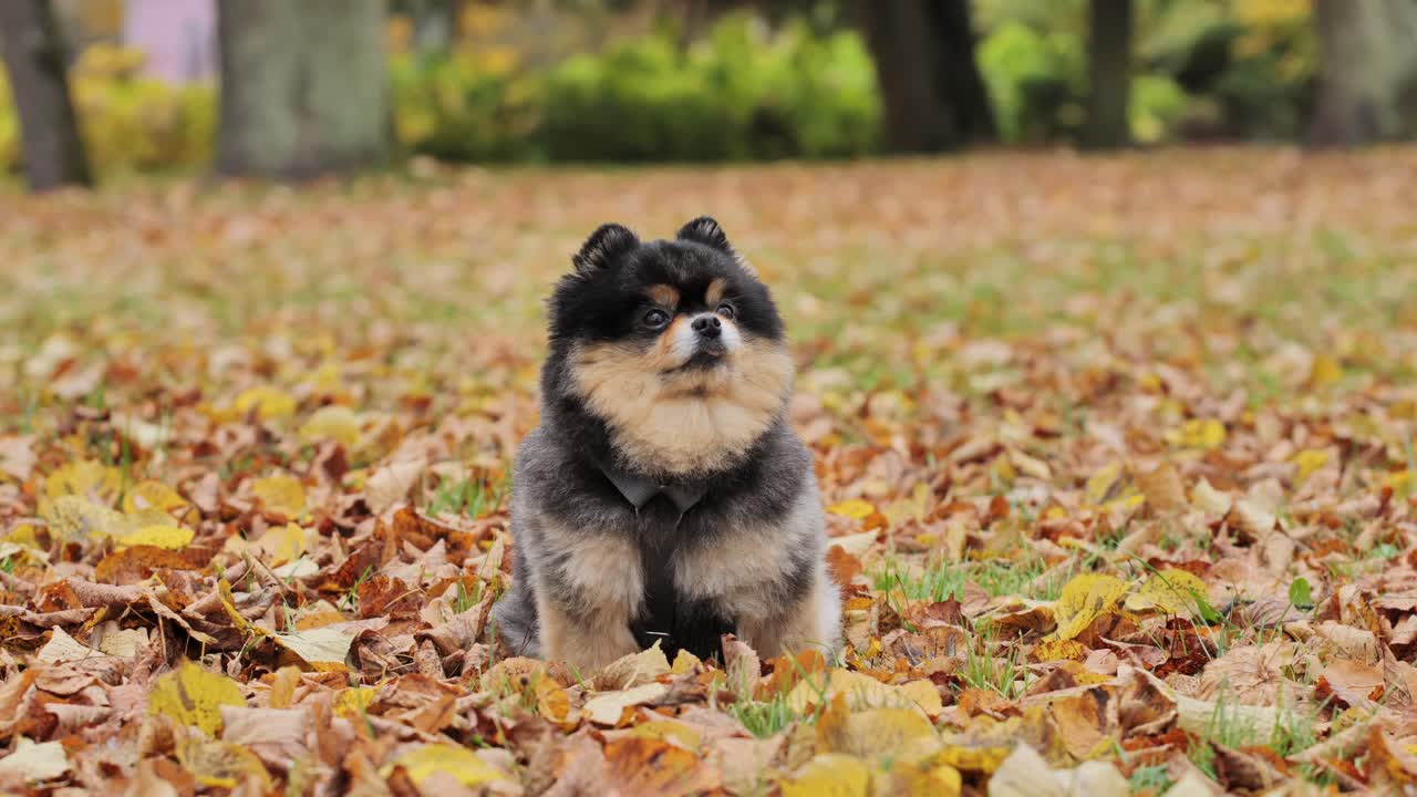 Small beautiful fluffy dog enjoying autumn leaves - peaceful moment outdoors, 4K