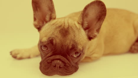 un lindo cachorro de bulldog francés de mascota