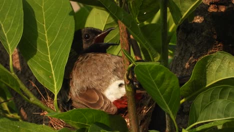 red vented bulbul in nest - eggs