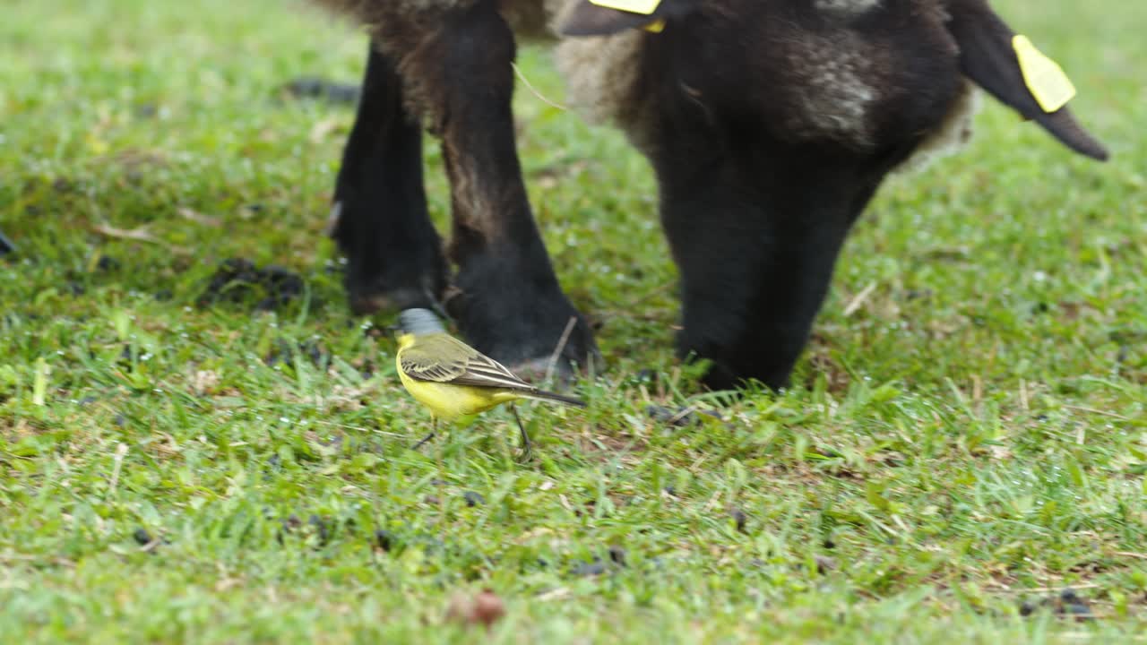 желтая трясогузка между овцами на пастбище луговая трава