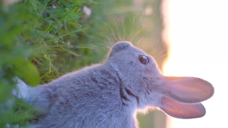 cute grey rabbit lying in grass at golden hour