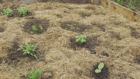 various vegetable seedlings transplanted in raised garden bed