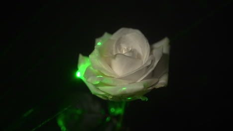 Rosa-Blanca-Mágica-En-Un-Bosque-Oscuro-Y-Encantado-Con-Luz-Verde-Y-Rayos