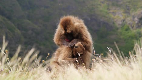 Plano-Medio,-Madre-Gelada-Babuino-Busca-Piojos-Y-Garrapatas-Por-Todo-El-Cuerpo-De-Su-Hijo