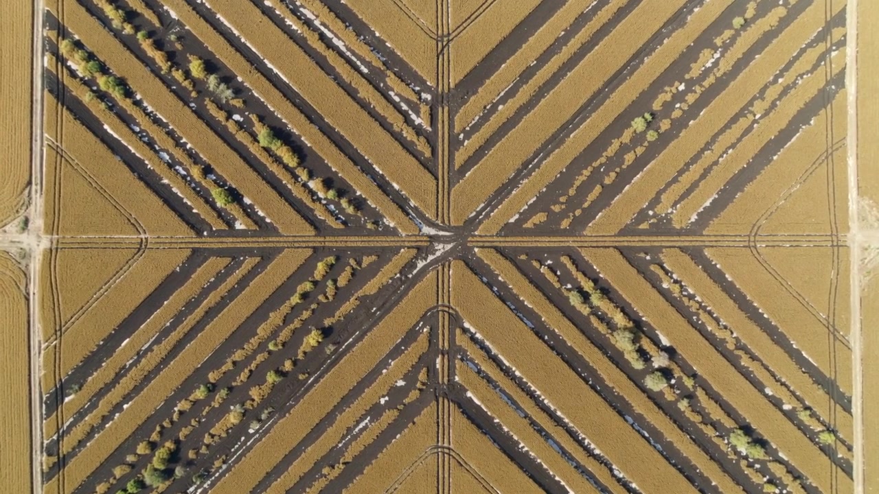 Surveying drone capturing cultivated field overhead sun shifting shadows across crossing rows