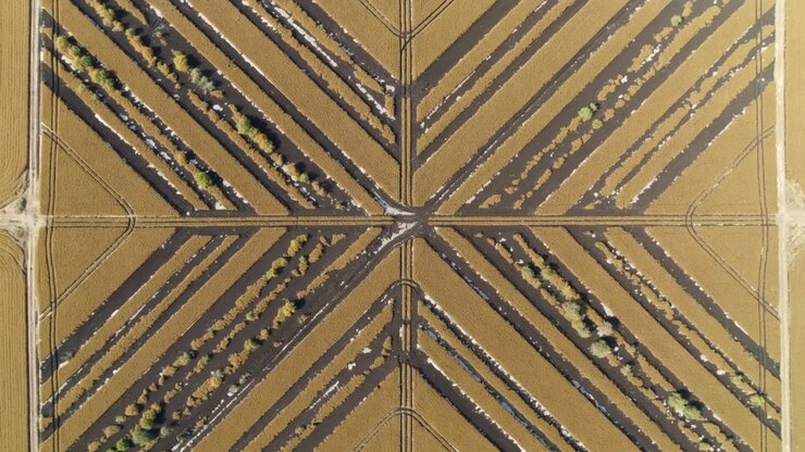 Surveying drone capturing cultivated field overhead sun shifting shadows across crossing rows