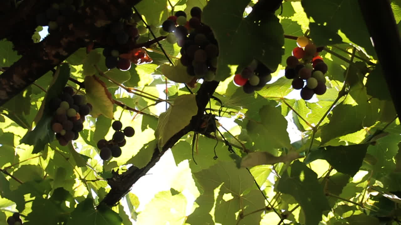 포도나무 에 있는 포도