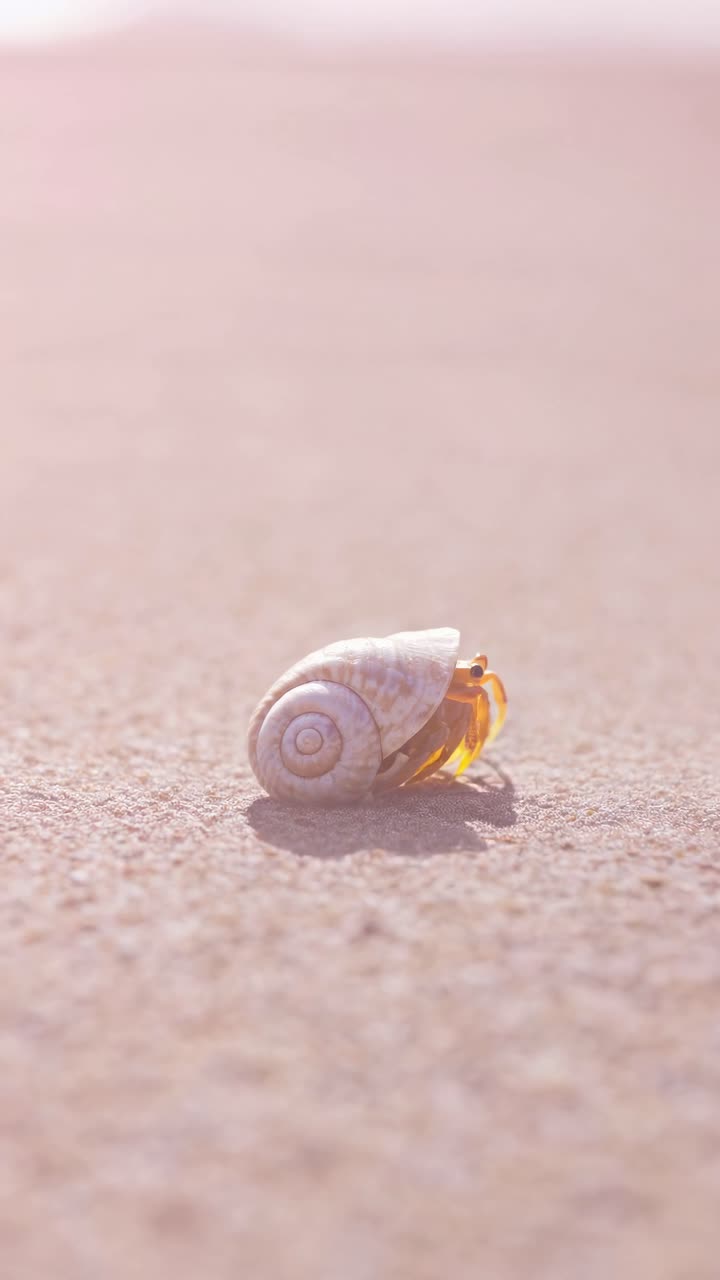 Close-up video angle of a hermit crab in a shell on sandy beach, with soft focus and warm pastel