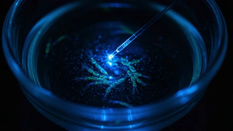 illuminated microorganisms under blue light: a close-up view of scientific observation with a pipette in fluorescent liquid
