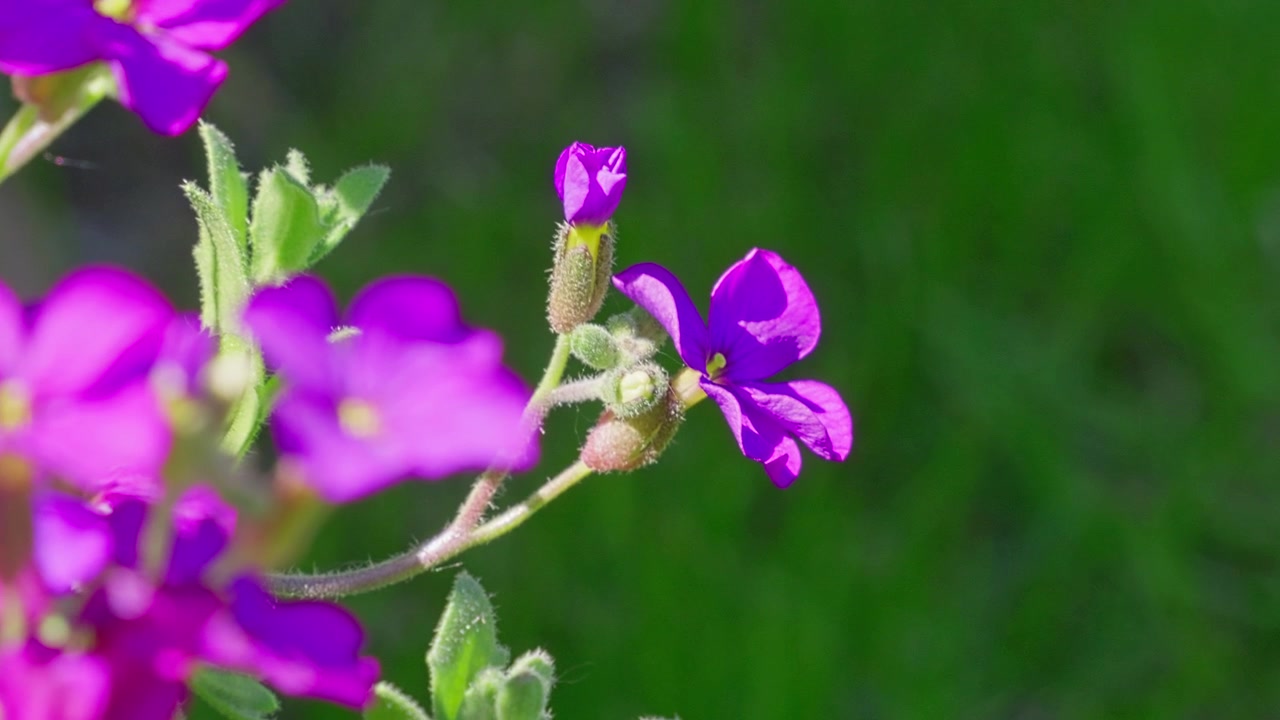 Fiori viola vibranti sbocciano a fuoco morbido contro l'erba verde. I petali risplendono in una scena di giardino illuminata dal sole. Piccoli boccioli spuntano da steli sottili. La tranquilla bellezza della natura catturata in un movimento delicato