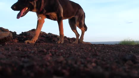 Purebred-German-shepherd-walking-on-the-rocky-ground-in-the-evening