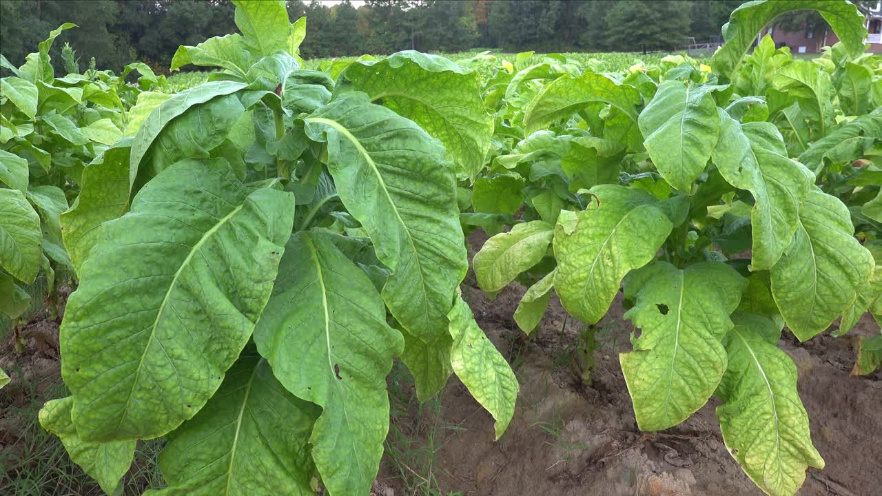cultivo de tabaco en un campo en el sur del condado de orange, carolina del norte