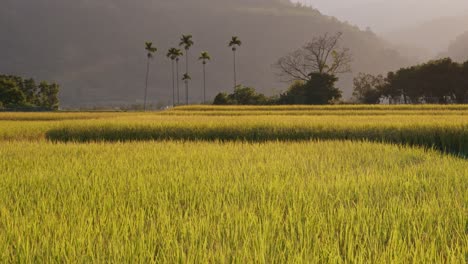 Large-rice-field