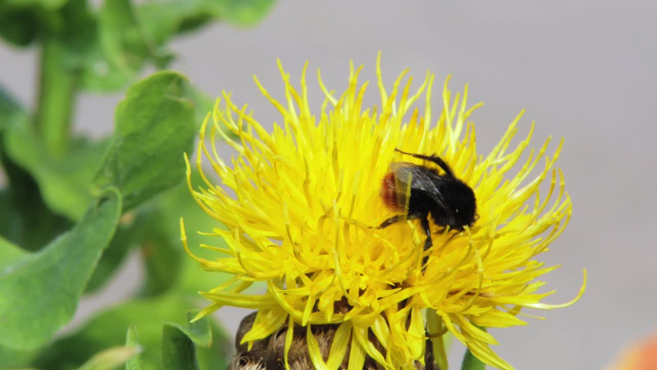 un primer plano macro de un abejorro en una flor amarilla en busca de comida