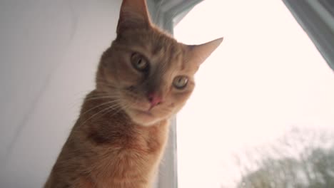 ginger cat sniffs and looks at the camera