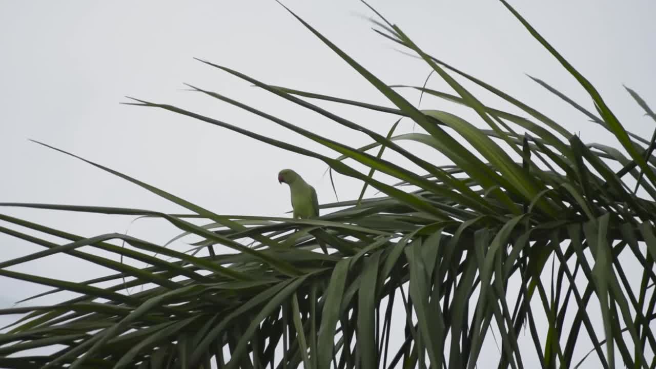 loros indios sentados en el árbol
