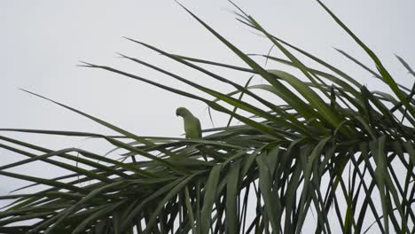 Indische-Papageien-Sitzen-Auf-Dem-Baum