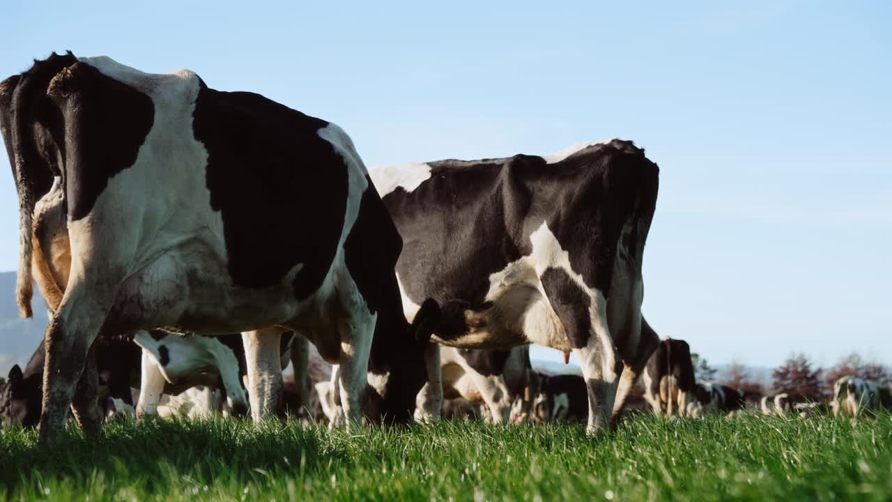 Grazing cows on lush green pasture