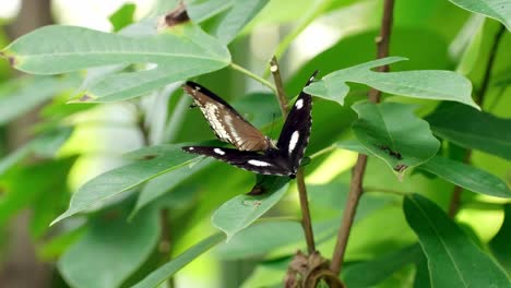 Schmetterling-Auf-Dem-Ast-Im-Naturgarten