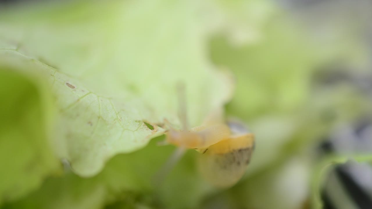 Lettuce leaves and snail. Little garden snail
