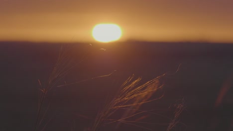 sunset over a field of grass