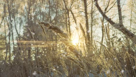 tree pine spruce in magic forest winter with falling snow sunny day. snow forest snowfall. christmas winter new year background. cinemagraph seamless loop animation motion gif render. white blue color