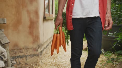senior caucasian man walking with fresh carrots in garden