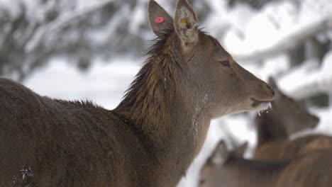 graceful red deer blissfully withstanding the snowy swedish forest - portrait close up slow motion shot